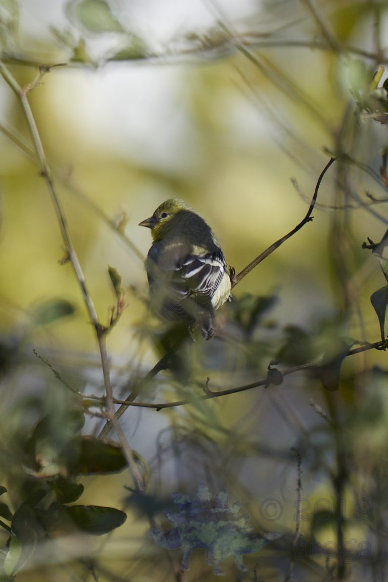 Lesser Goldfinch