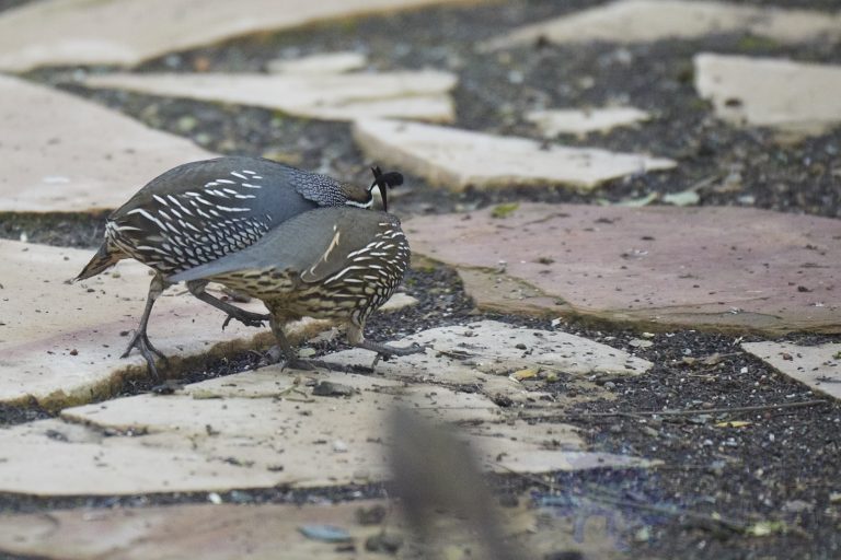 California Quail