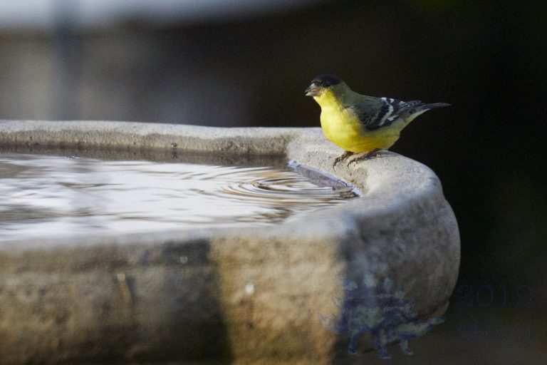 Lesser Goldfinch