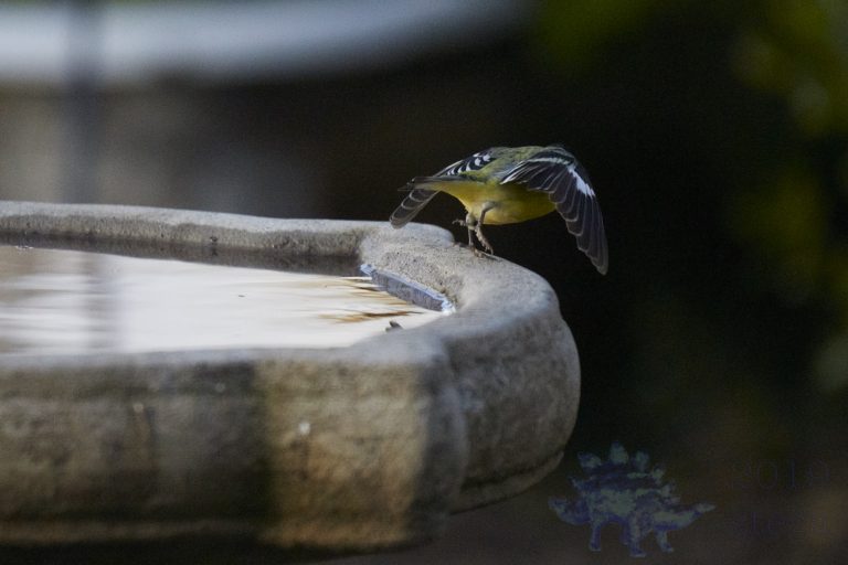Lesser Goldfinch