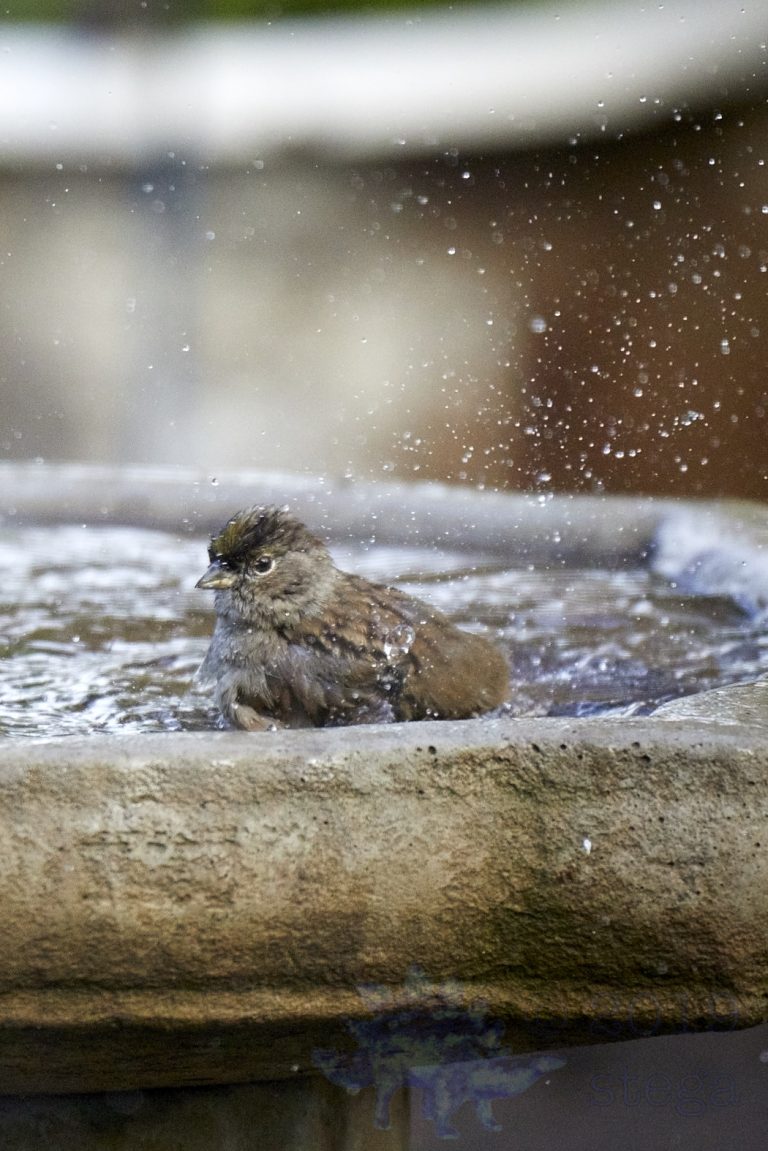 Gold-Crowned Sparrow