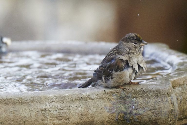 Gold-Crowned Sparrow