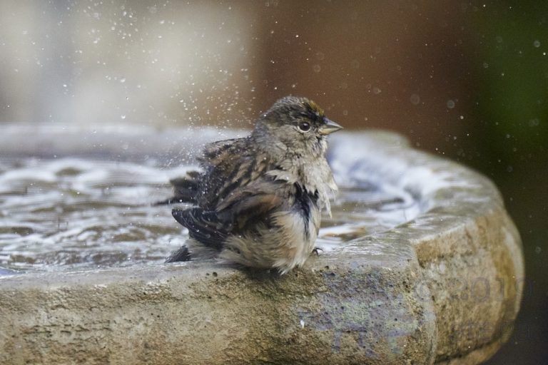 Gold-Crowned Sparrow