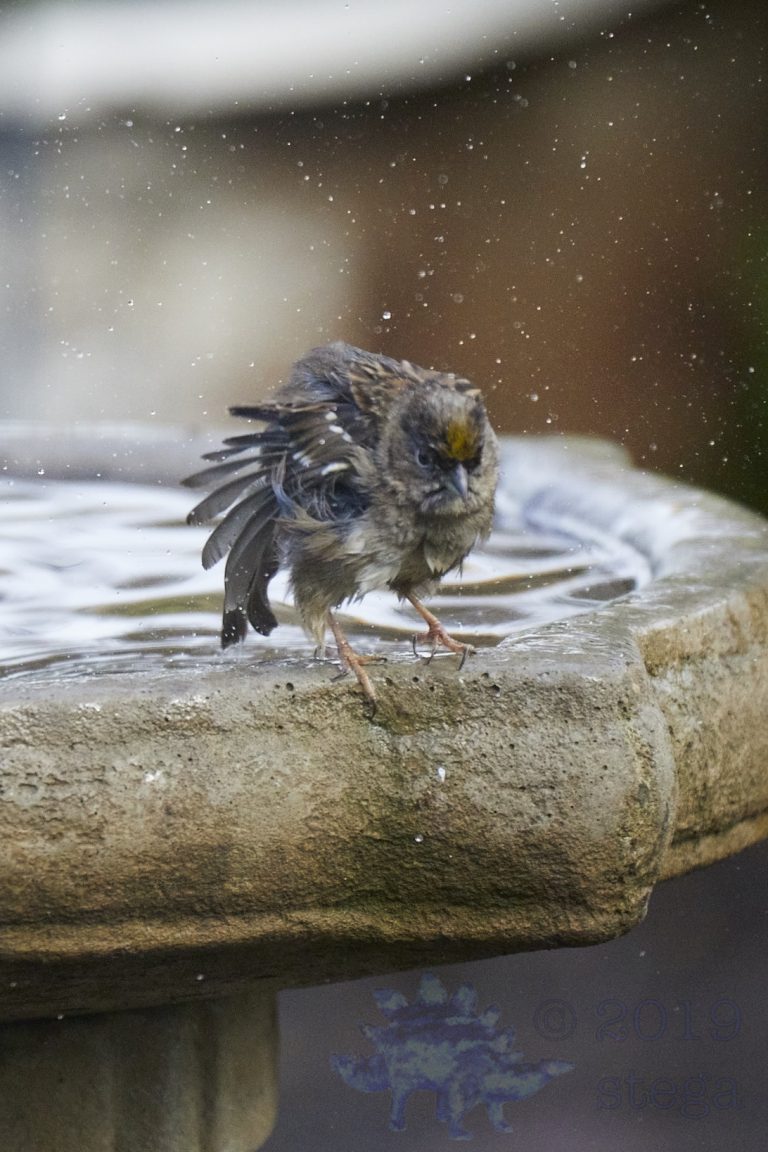 Gold-Crowned Sparrow