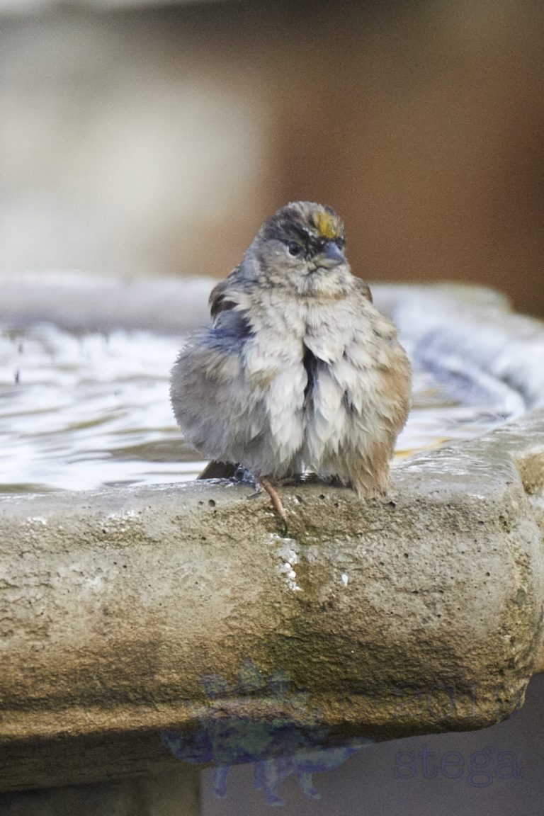 Gold-Crowned Sparrow