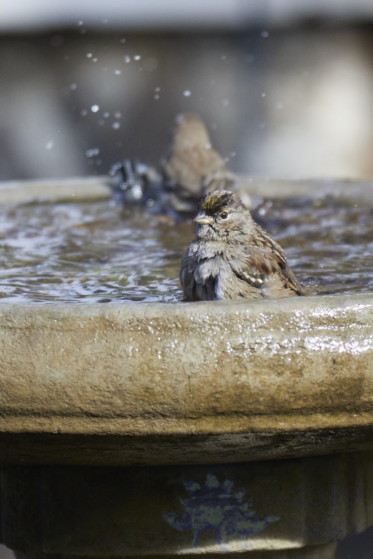 Gold-Crowned Sparrow