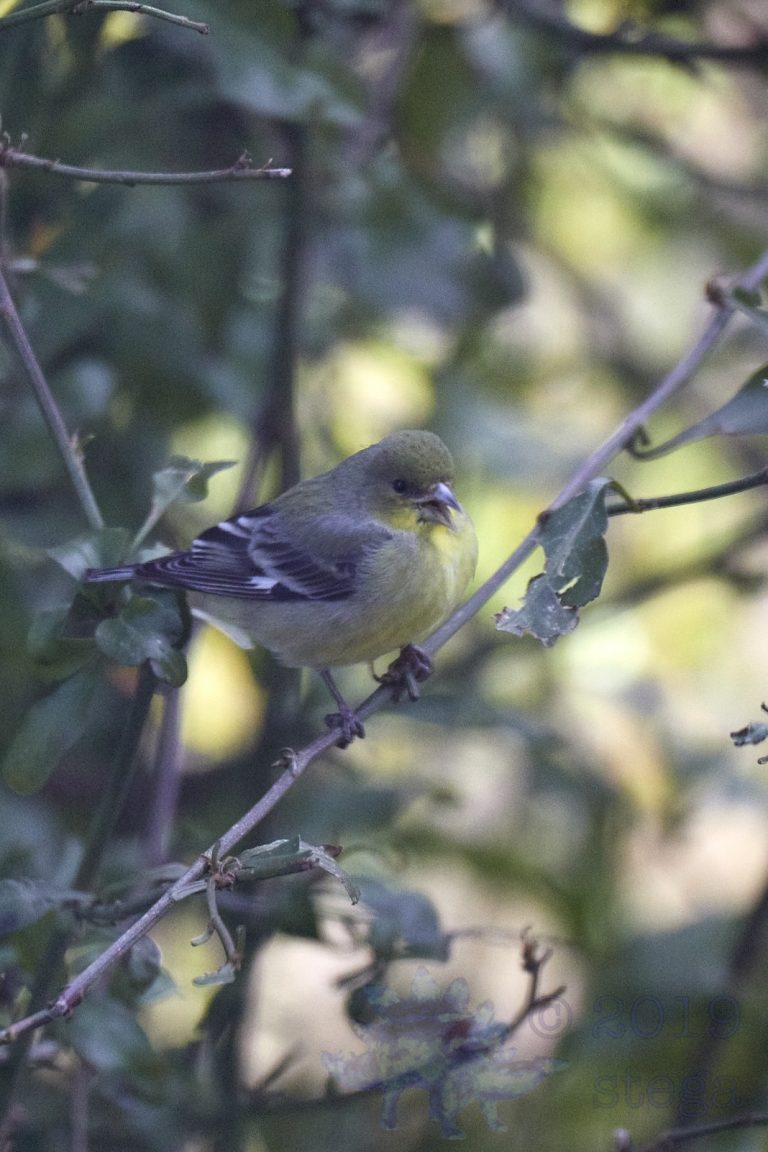 Lesser Goldfinch