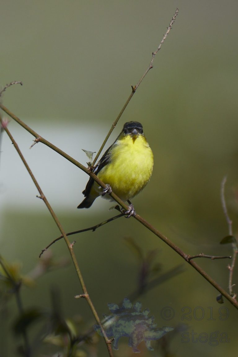 Lesser Goldfinch