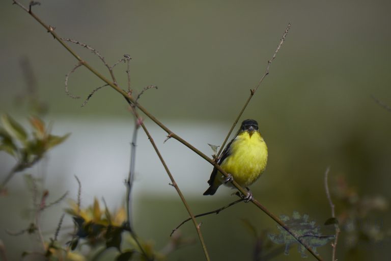 Lesser Goldfinch