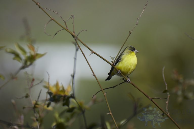 Lesser Goldfinch