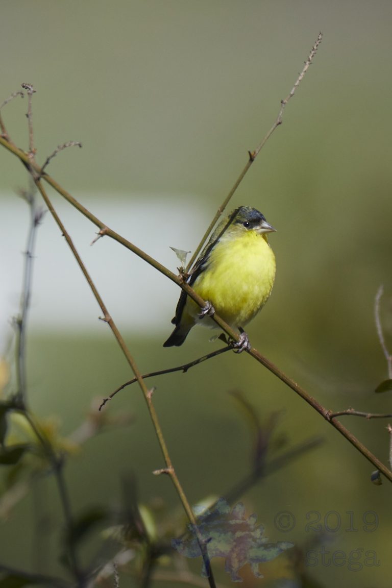 Lesser Goldfinch