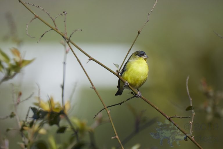 Lesser Goldfinch