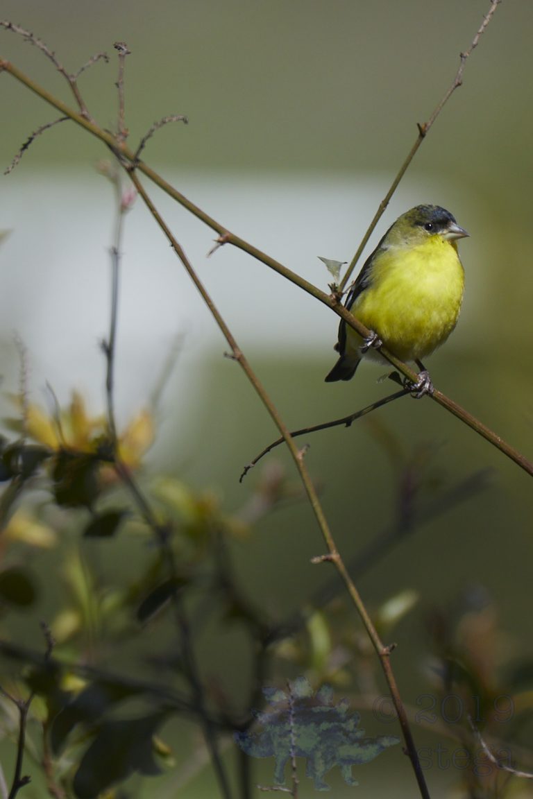 Lesser Goldfinch