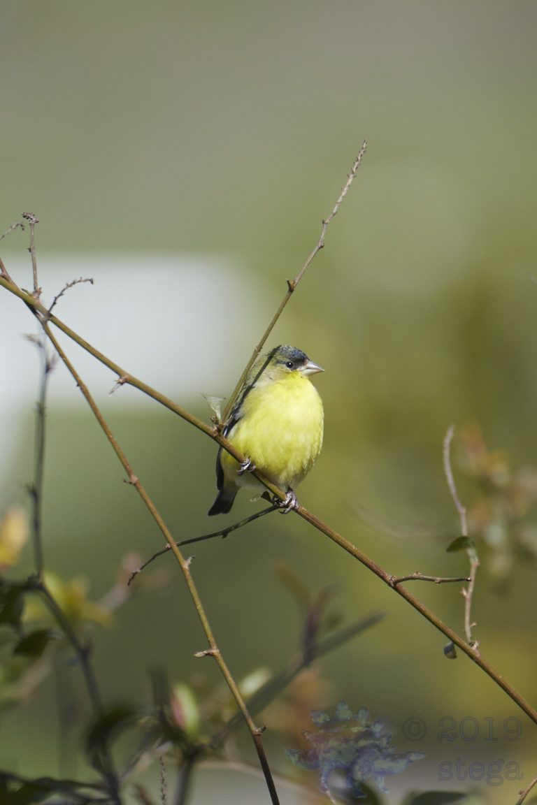 Lesser Goldfinch