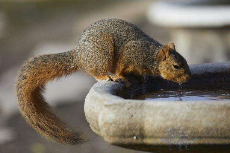 Fox Squirrel