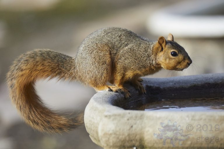 Fox Squirrel