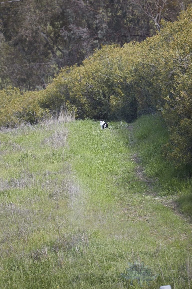 November the Feral