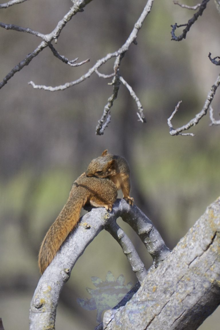Fox Squirrel