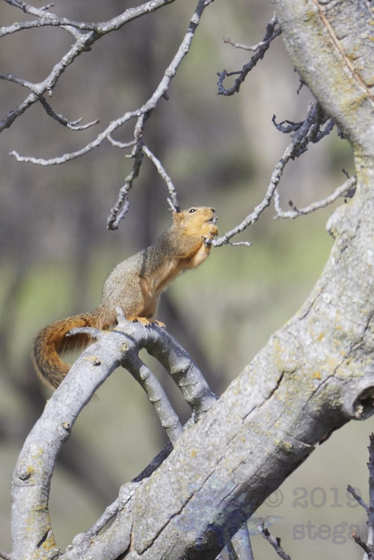 Fox Squirrel