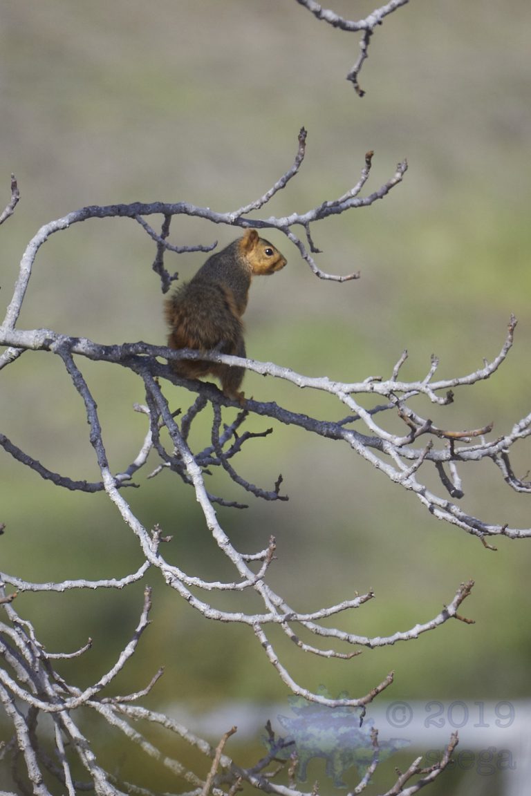 Fox Squirrel
