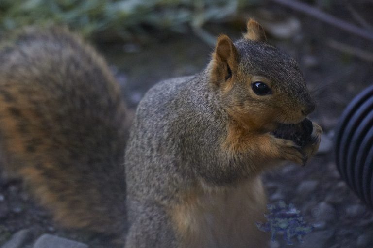 Fox Squirrel