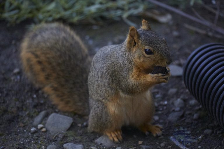 Fox Squirrel