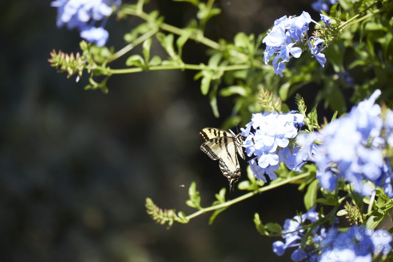 Swallowtail Butterfly
