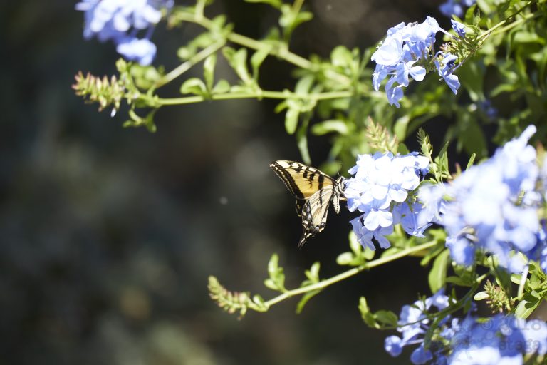 Swallowtail Butterfly