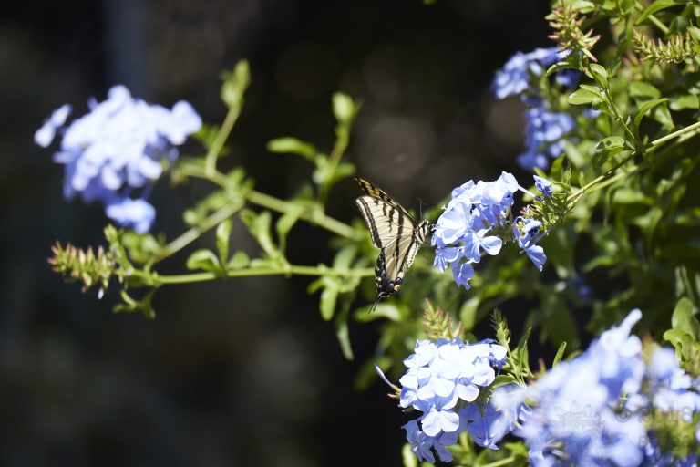 Swallowtail Butterfly