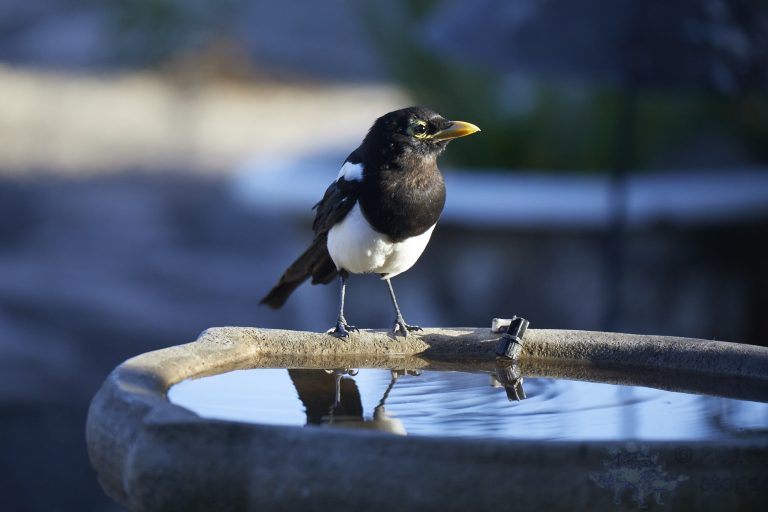 Yellow-billed Magpie