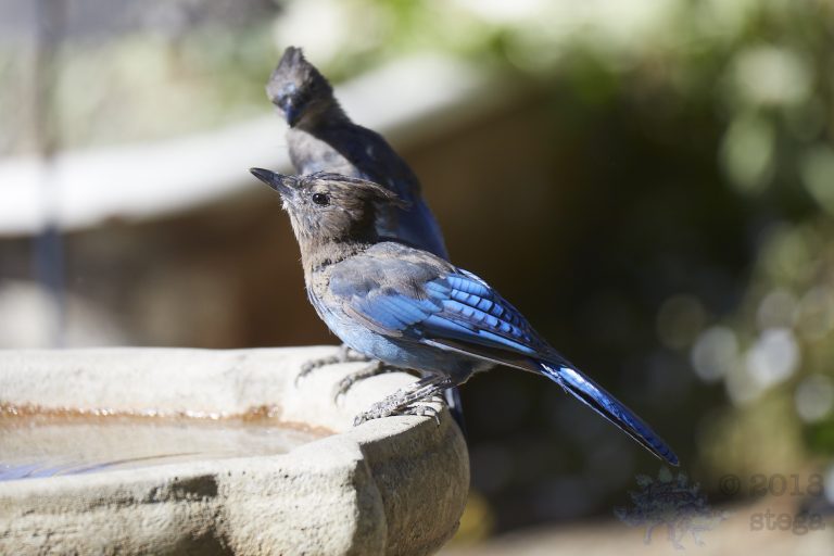 Steller’s Jay