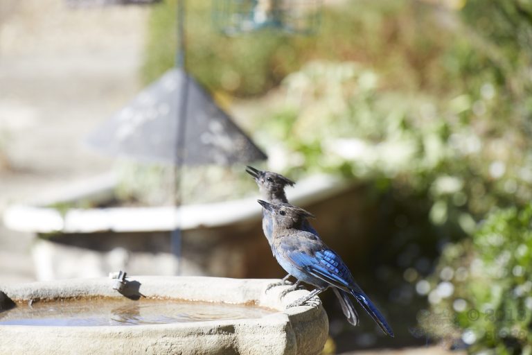 Steller’s Jays