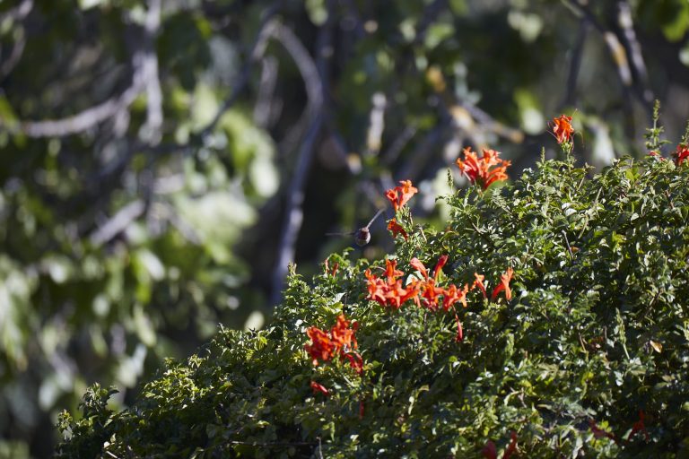Anna’s Hummingbird