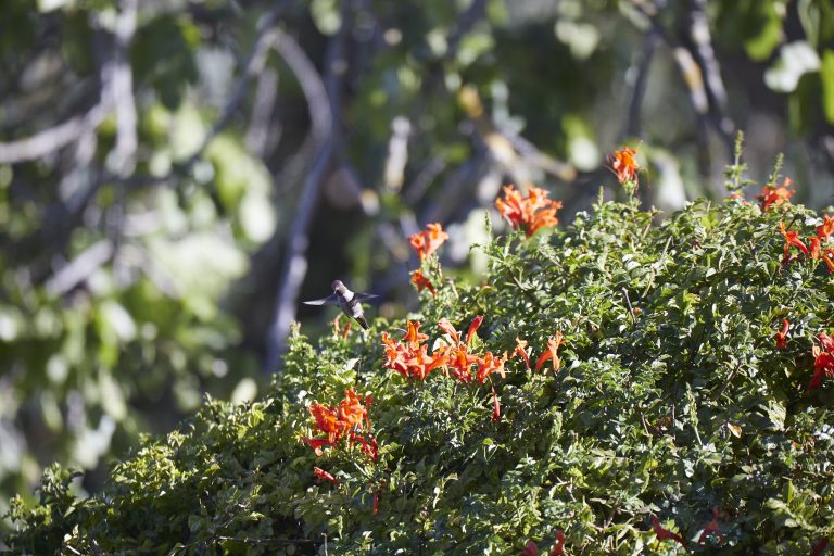Anna’s Hummingbird