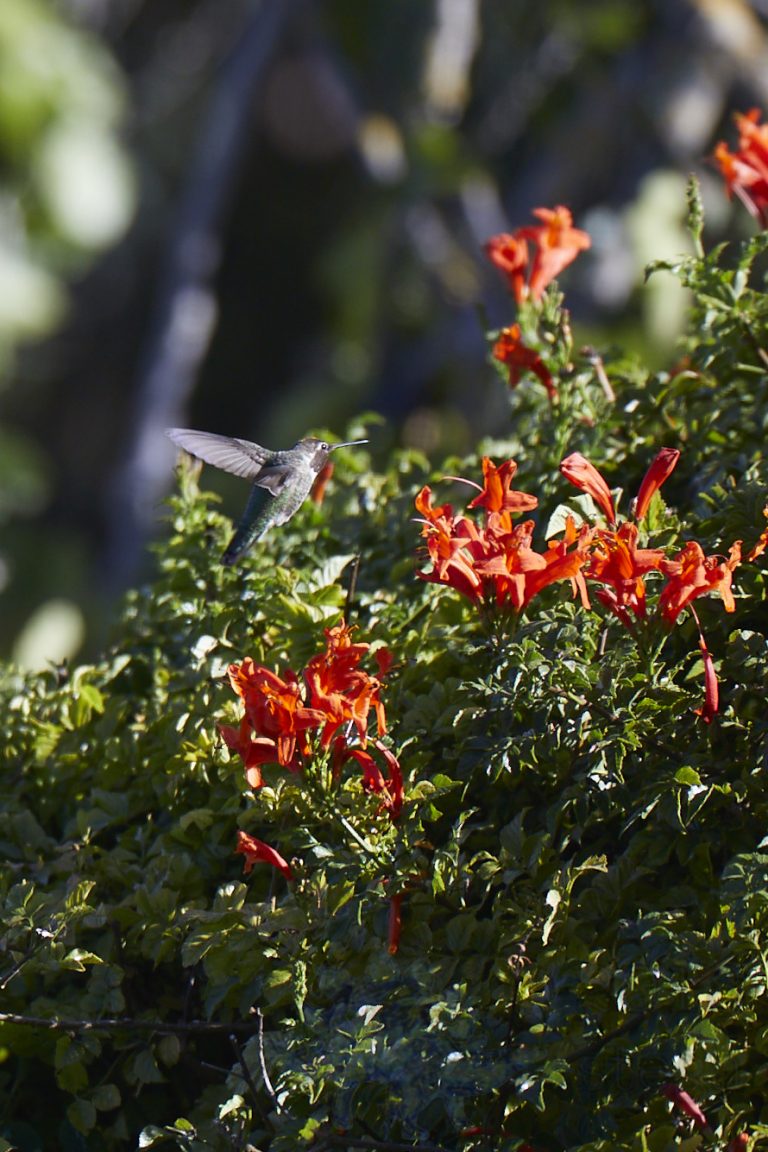 Anna’s Hummingbird