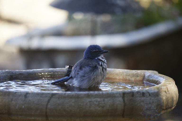 California Scrub Jay