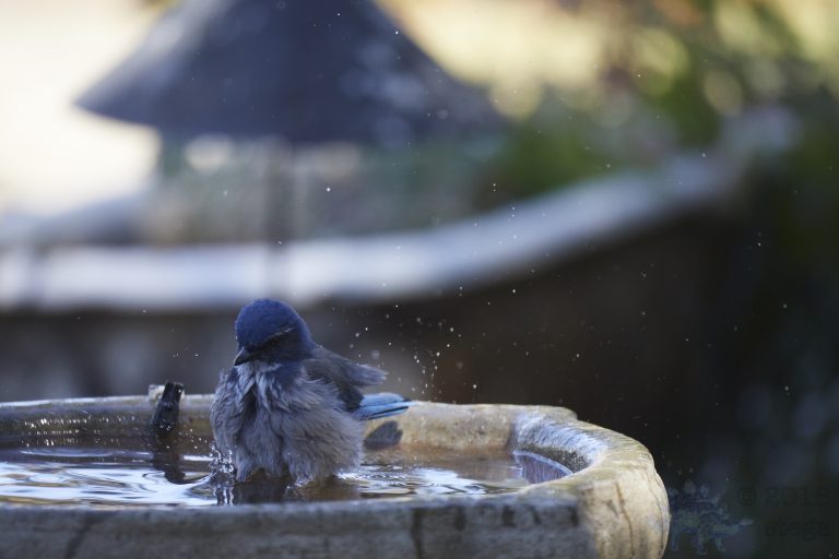California Scrub Jay