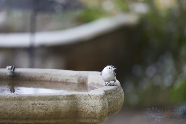 White Breasted Nuthatch