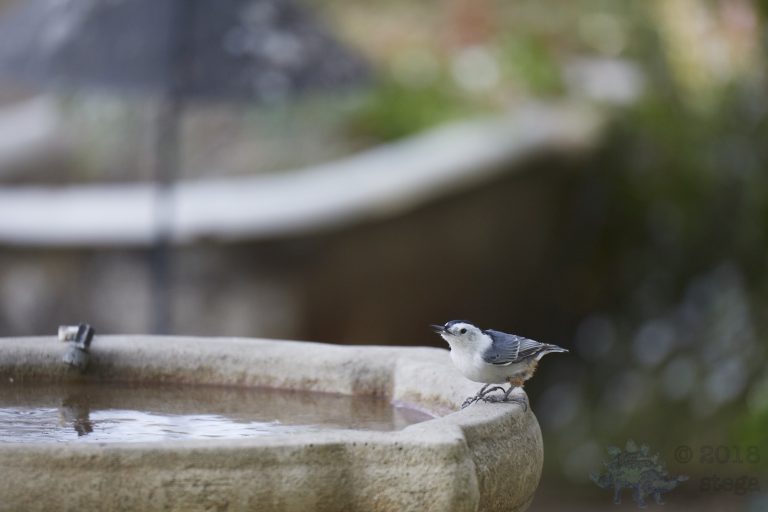 White Breasted Nuthatch