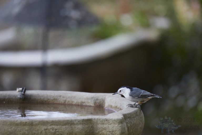 White Breasted Nuthatch