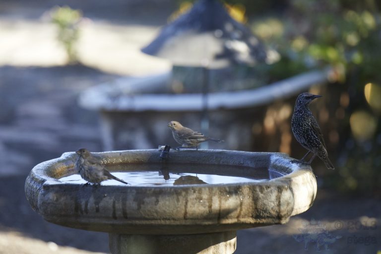 European Starling and House Finches