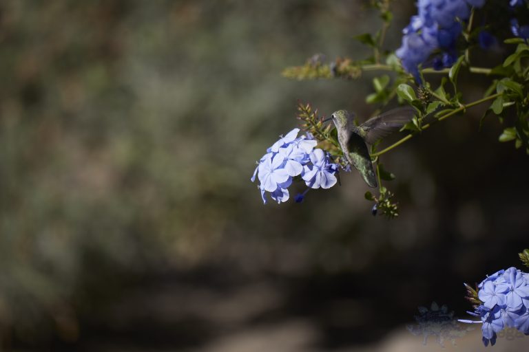 Anna’s Hummingbird