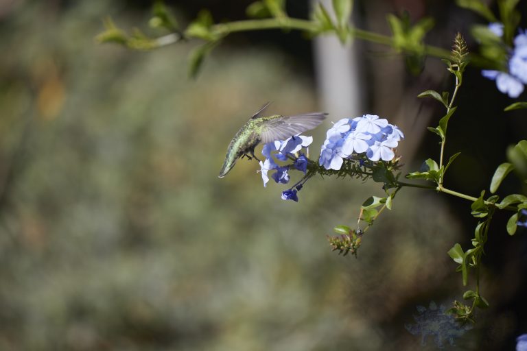 Anna’s Hummingbird
