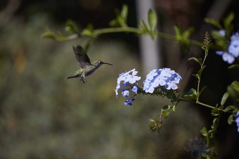 Anna’s Hummingbird