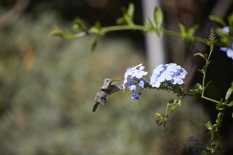 Anna’s Hummingbird