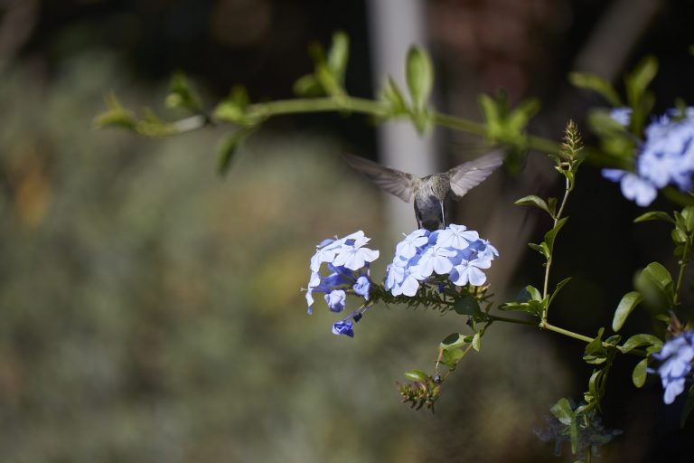 Anna’s Hummingbird