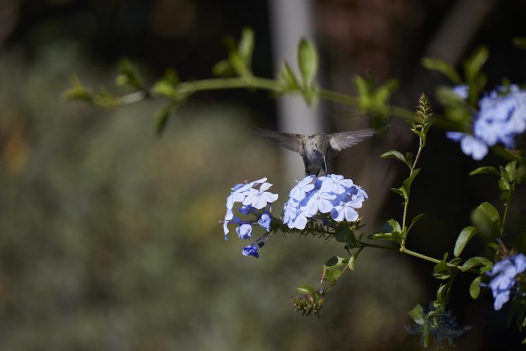 Anna’s Hummingbird