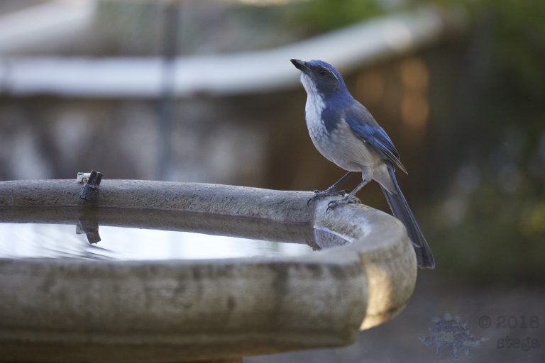 California Scrub Jay