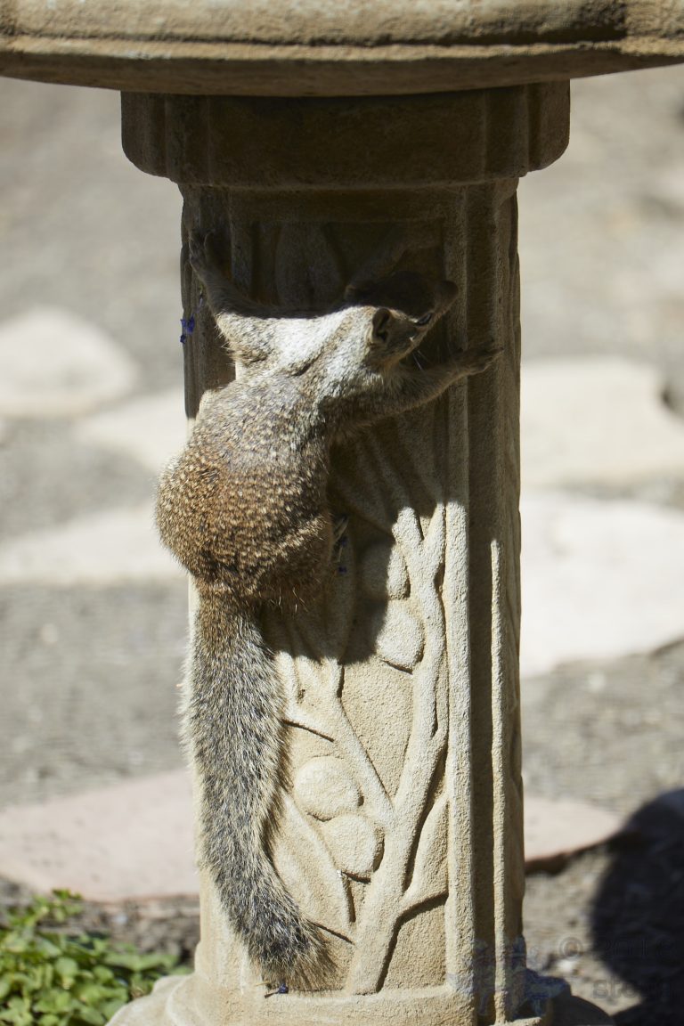 Ground Squirrel