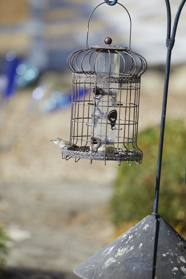 Bewick’s Wren